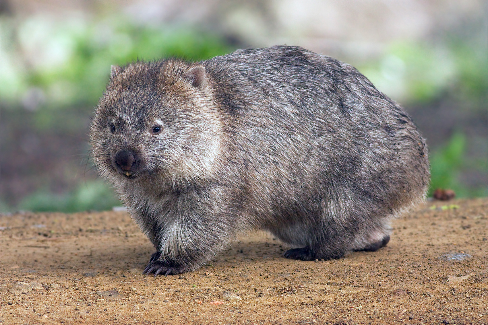 8 fun-fuctów, których nie wiedziałeś o wombatach!