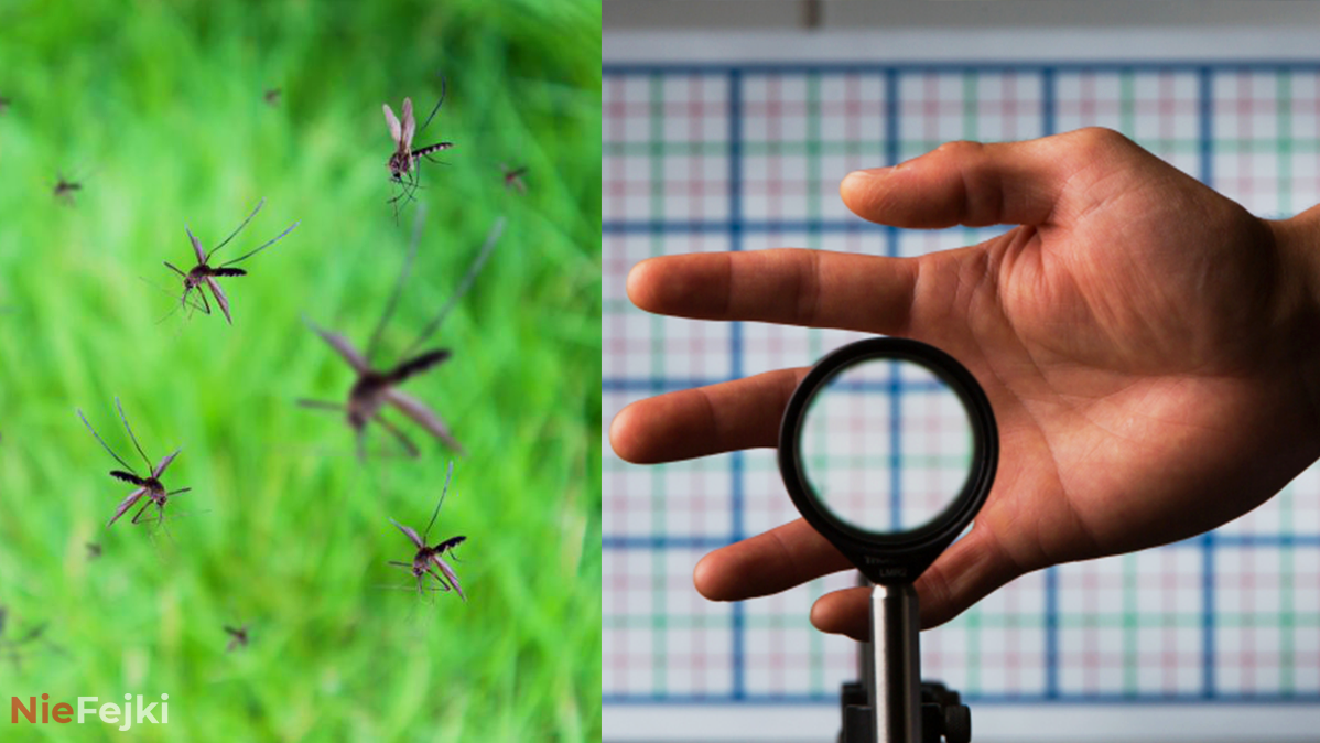 Jak stać się niewidzialnym dla komarów i innych owadów?
