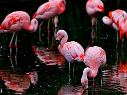 niefejki-flamingi