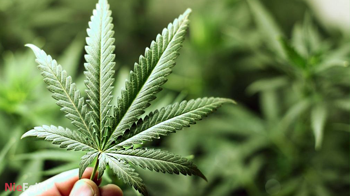 Marihuana lecznicza – kiedy i po co stosować?