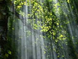 Gratis obraz na Pixabay – Las, Drzewa, Światło Słoneczne